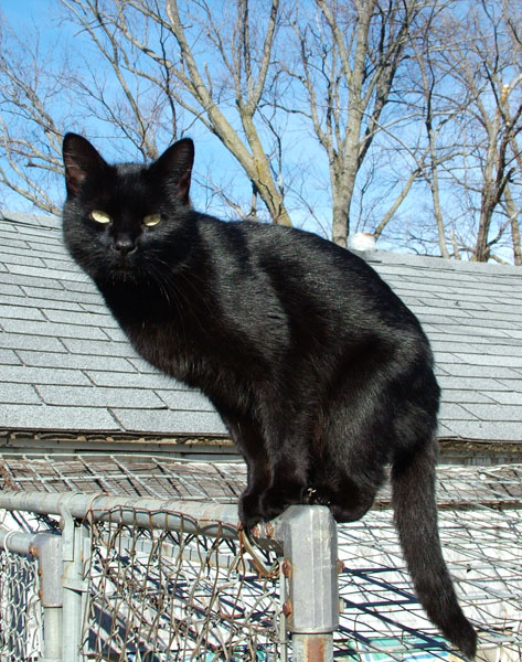 Blackcat-Lilith by Original uploader was DrL at en.wikipedia - Originally from en.wikipedia; description page is/was here.. Licensed under CC BY-SA 2.5 via Wikimedia Commons.